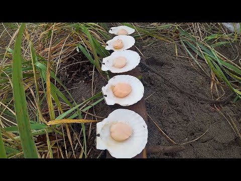 Видео: Гребешок под ногами! / Собираю гребешок 2022