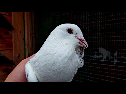 Видео: ЭТИ ГОЛУБИ БЕСЦЕННЫЕ!!! СТАРОПОРОДНЫЕ "КЛАСИЧЕСКИЕ" 12 ПЕРЫЕ БАКИНСКИЕ ГОЛУБИ / ПЛЕМЯ 2 ЧАСТЬ.