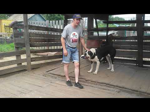 Видео: Бугай Алабай. Готовимся к вязке заранее.