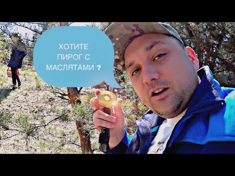 Видео: Маслята в мае. Пирог с весенними грибами.