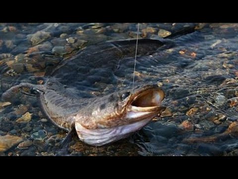 Видео: КАК ЛОВИТЬ НАЛИМА ОСЕНЬЮ. СЕКРЕТЫ УСПЕШНОЙ РЫБАЛКИ!