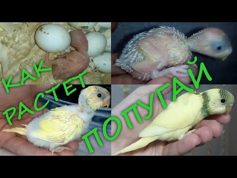 Видео: Птенец волнистого попугая. рост от вылупления до 29 дней. Budgie chick from 0 to 29 days