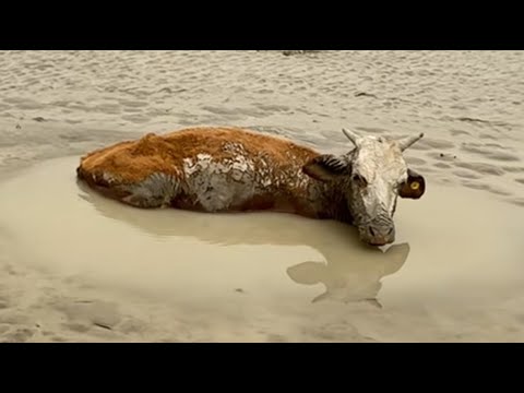 Видео: Он оказался в трясине и не мог выбраться, но добрые люди спасли его.
