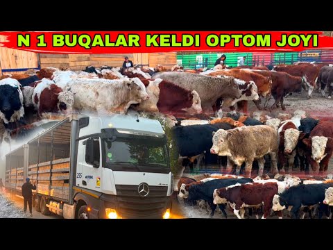 Видео: N 1 BUQALAR KELDI OPTOM ARZON JOYIGA 👍👍👍14 ноября 2025 г.