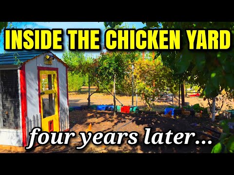 Видео: Куры, компост и наше ПЕРВОЕ нападение хищника за 4 года