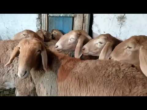 Видео: 12 баш бооз гигант арашан койлор сатылат ‪+996 501 367 464‬