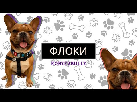 Видео: Флоки - Моя мечта сбылась/Стресс-Переезд в новую квартиру.