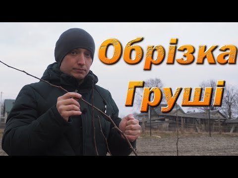 Видео: Обрезка Груш на айве. Обрезка груш на карликовом подвое.