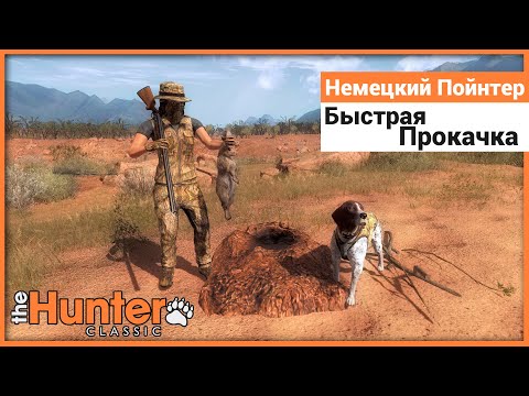 Видео: Быстрая прокачка немецкий пойнтера - the Hunter Classic