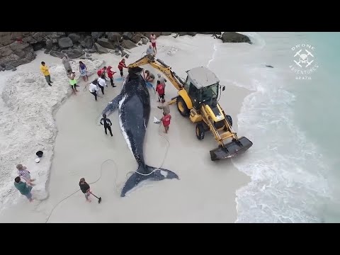 Видео: Самые Трогательные Спасения Китов!