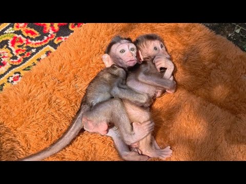 Видео: ОБЪЯТИЯ КОРОЛЕВЫ С НУНО БЫЛИ СЛИШКОМ ГРУБЫМИ. ОПАСНЫМИ!!!