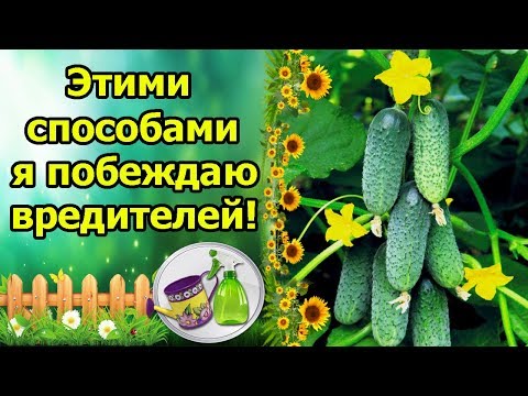 Видео: Я ВСЕГДА ПОБЕЖДАЮ В БОРЬБЕ С ТЛЕЙ И КЛЕЩОМ НА ОГУРЦАХ! БЕЗОПАСНЫЕ СПОСОБЫ ОБРАБОТКИ!