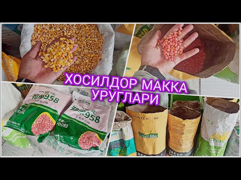Видео: ХОСИЛДОР МАККА УРУГЛАРИ 📞944365101 УЛАРГА ВИТАМИН МЕНЕРАЛЛАР XOSILDOR MAKKA