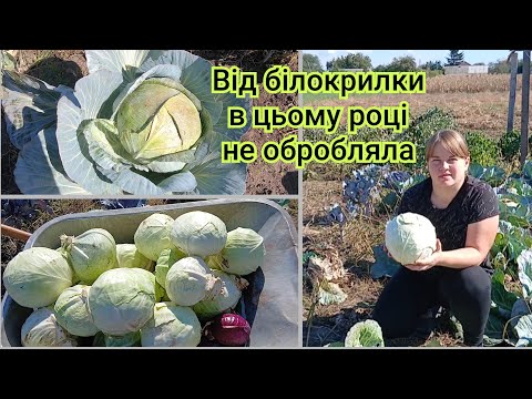 Видео: Зібрали врожай капусти,бо вже час.Агресор ,Бригадир ,Анкома ,Мегатон 