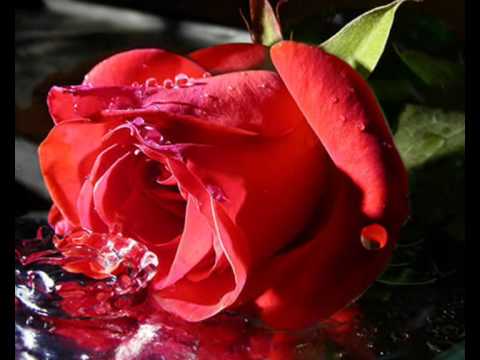 Видео: дерзкая красавица.wmv