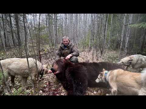 Видео: Охота на Медведя с ЗСЛ
