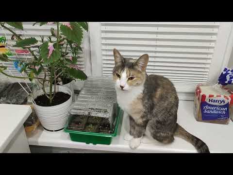 Видео: Уборка #433 пятница и суббота)