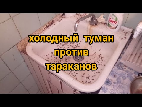 Видео: Холодный туман против тараканов.