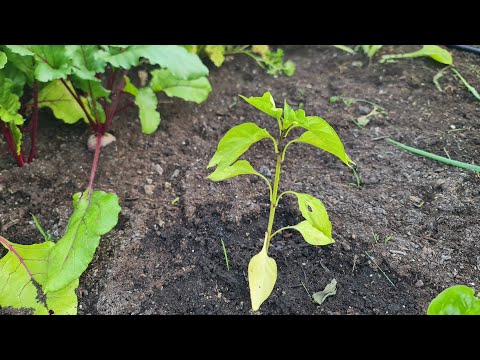 Видео: Почему на перце желтый лист?