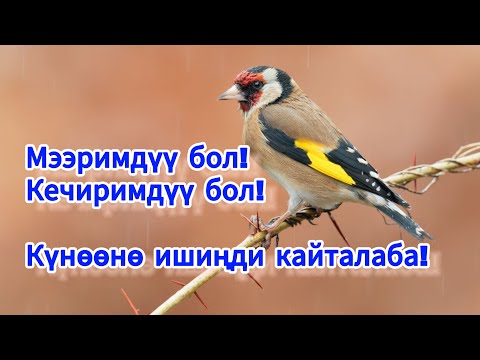 Видео: “Мээримдүүлүк” 15-сабак | Маматжусуп уулу Кыялбек.