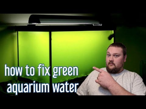 Видео: Зеленая вода в аквариуме — как это исправить!