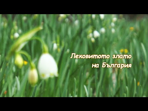 Видео: Лековитото злато на България/ The Medicinal Gold of Bulgaria