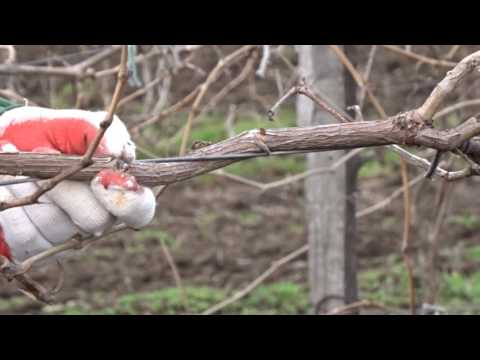 Видео: Обрезка виноградного куста, спиральный кордон, часть 1. Хисамутдинов АФ