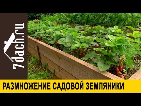 Видео: 🍓 Как размножить садовую землянику (клубнику) усами и рожками - 7 дач