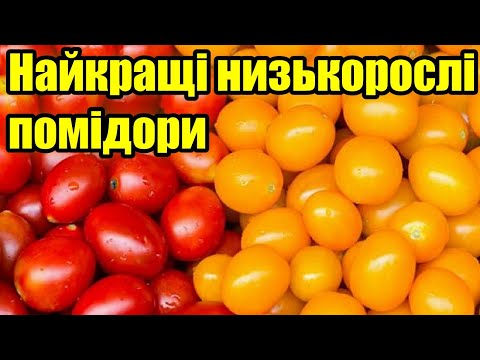 Видео: Найкращі низькорослі томати!