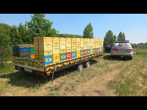 Видео: Незабываемая кочевка под гармонь Сезон 22 Часть 1