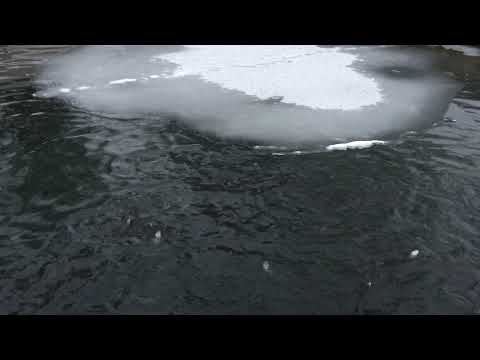 Видео: Как ведёт себя Форель в пруду. Зимовка. Как кормить форель зимой