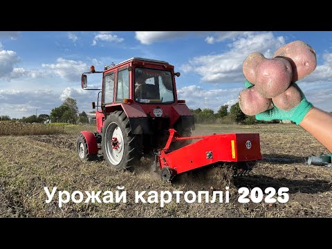Видео: Урожай картоплі 2025| частина 3
