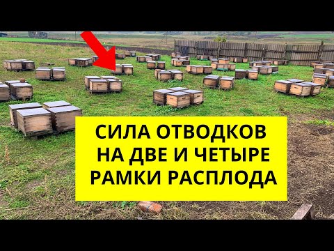 Видео: Какие отводки лучше делать на две или четыре рамки расплода?