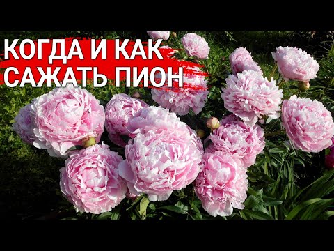 Видео: КОГДА И КАК САЖАТЬ ПИОН | Осенняя посадка