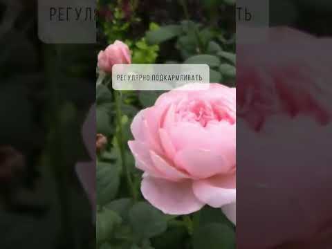 Видео: Как ухаживать за розами чтобы они цвели все лето? 🌹