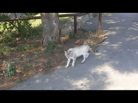 Видео: Tbilisi 16.08.2019.  თემქა. Temqa. ТЭМКА 4-ый микрорайон - 3-ий микрорайон 1,2,3,4 квартал.