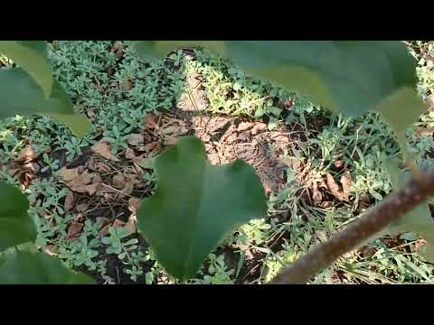 Видео: Як спека вплинула на деякі сорти яблук в моєму домашньому саду. 22.08.2023 р.