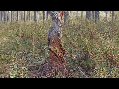 Видео: Лес и НЕОБЫЧНЫЕ деревья Великого Устюга