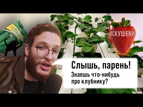 Видео: Стеллаж с клубникой на минеральной вате | Просто и дёшево | Круглый год | GrowBrothers