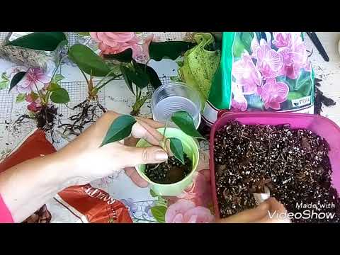 Видео: Антуриум Размножение Отростками - Детками. Новичкам!