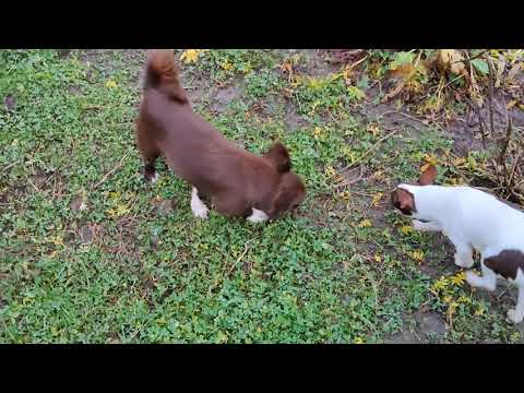 Видео: #Скидки до 01/12/25 Юляша #купитьчихуахуапродающенков +79215950848