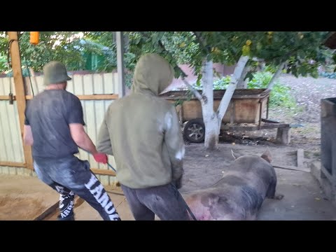 Видео: Зважування кабана,в кого око набите чи підбите❓️Ранкові ставки,п..‼️Казка про ріпку