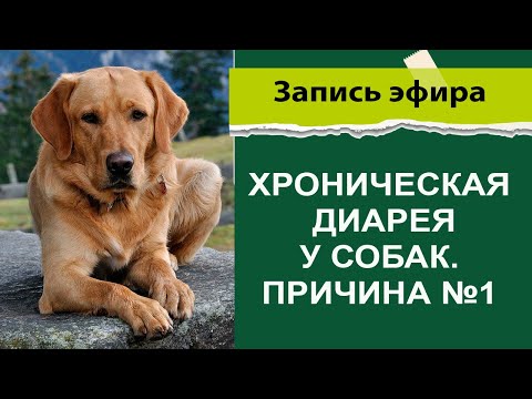 Видео: Хроническая диарея у собак причина №1