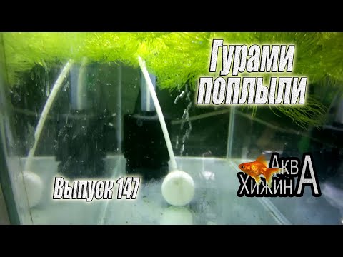 Видео: Сотни личинок гурами! Почему пропали личинки скалярий? (Аква Хижина, выпуск 147)