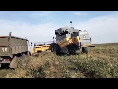 Видео: Уборка небывалого урожая продолжается!Комбайн Сампо!