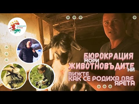 Видео: Стадо с #Виторогидългокосместикози на Калин от Литаково,чудното му сирене и мъките му с бюрокрацията