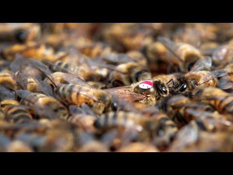 Видео: Поколение лучших пчёл  Golden Buckfast VIV 59