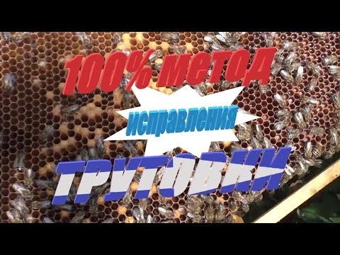 Видео: Эффективный, 100% метод исправления семьи-трутовки