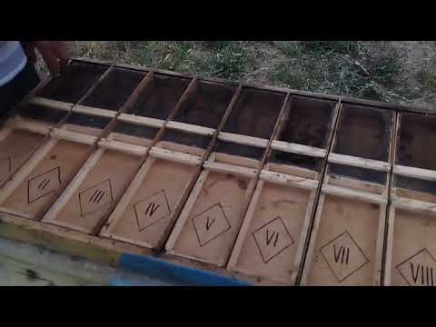 Видео: Аналық араны қолдан өсіру, Бал ара #пчеловодство #балара