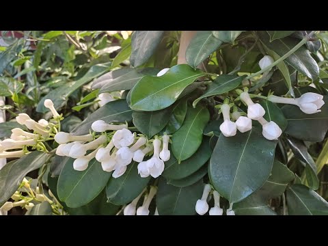 Видео: Обзор зимнего сада в квартире весной.